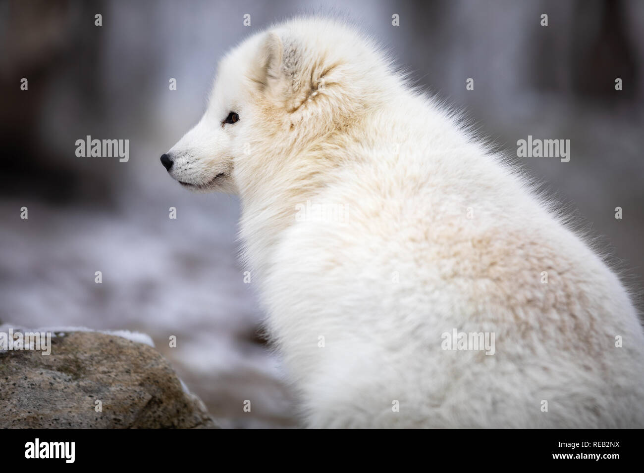 Hermoso zorro ártico en abrigo blanco sentado Foto de stock
