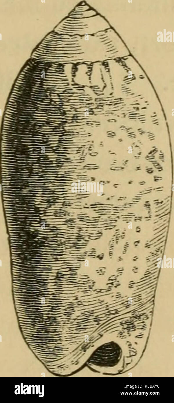 La conchologist's Book de especies : contienen descripciones de seiscientas  especies de univalves. Moluscos; Gastropoda. OLIVA. 131 olivos con unas  cuantas líneas transversales marrón o amarillo- lowish castaño con dos  bandas,