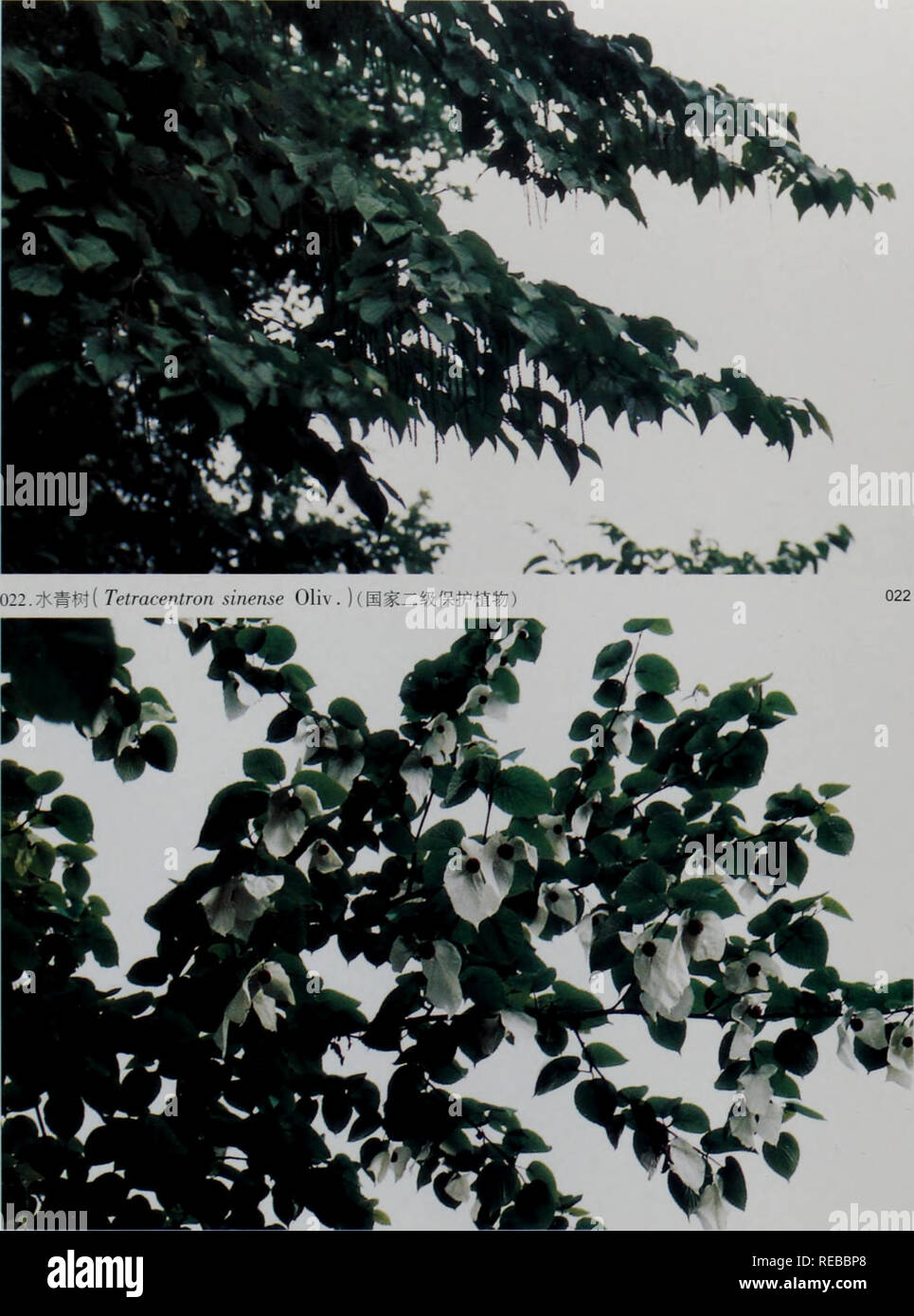 Aww Fotos E Imagenes De Stock Alamy