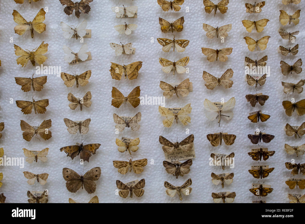 Una colección científica de polillas anclado sobre una base de poliestireno en el Museo de Historia Natural La Salle, San José, Costa Rica Foto de stock
