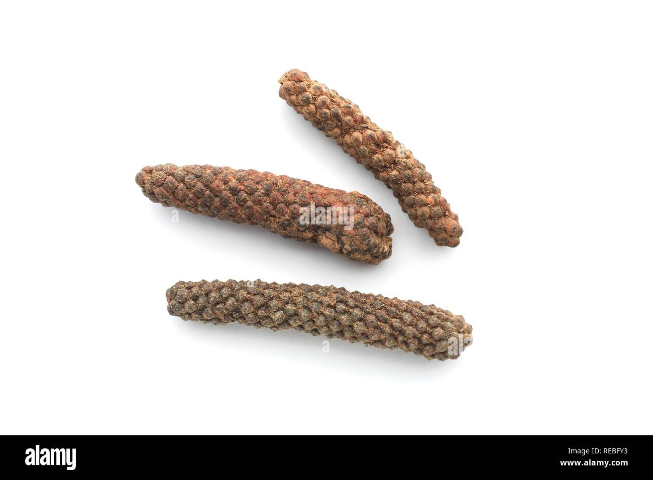 Pimienta larga (Piper longum) Foto de stock