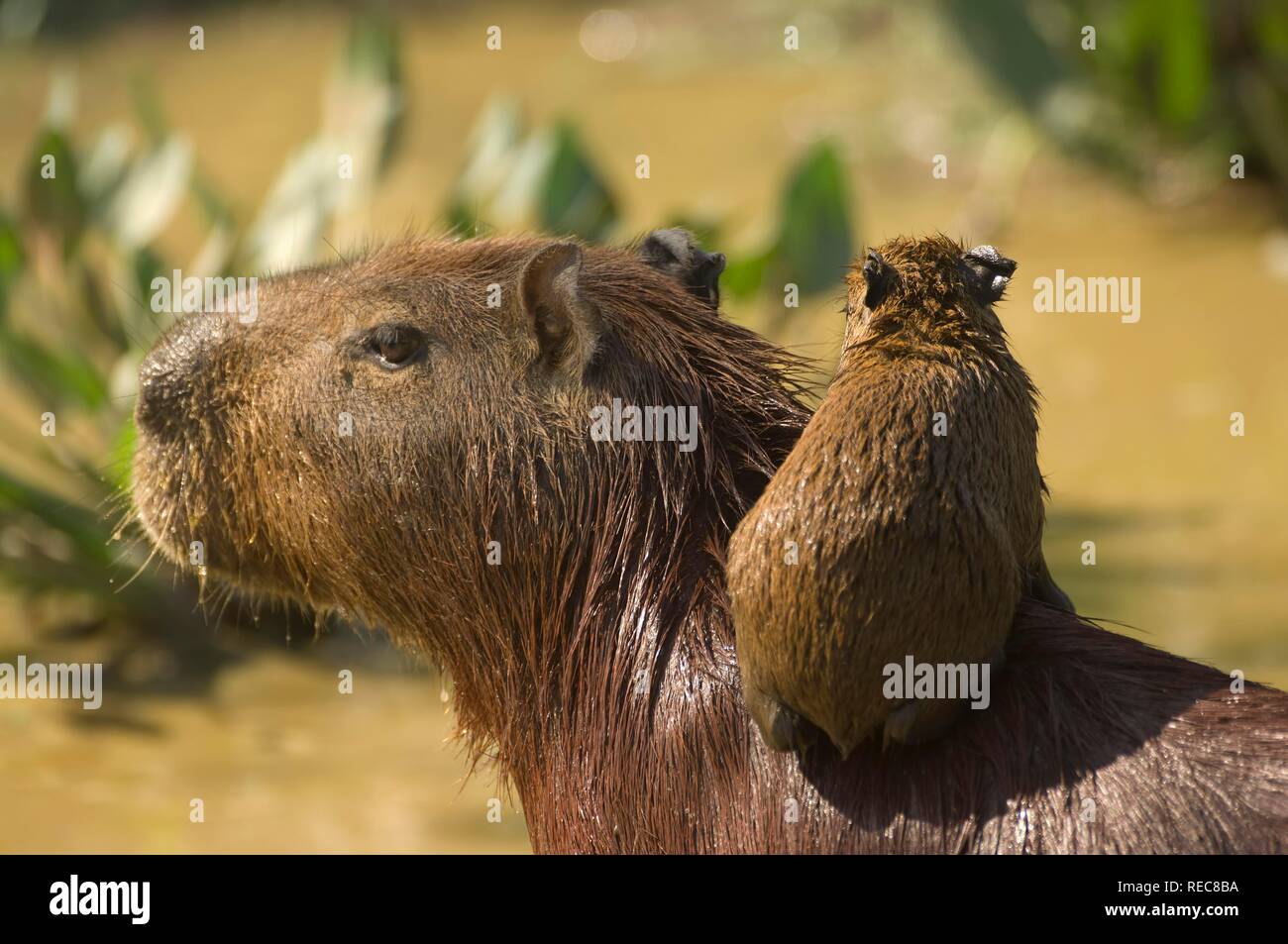 Carpincho Hydrochaeris Hydrochaeris La Madre Y El Bebe El Pantanal De Mato Grosso Mato Grosso Brasil Fotografia De Stock Alamy