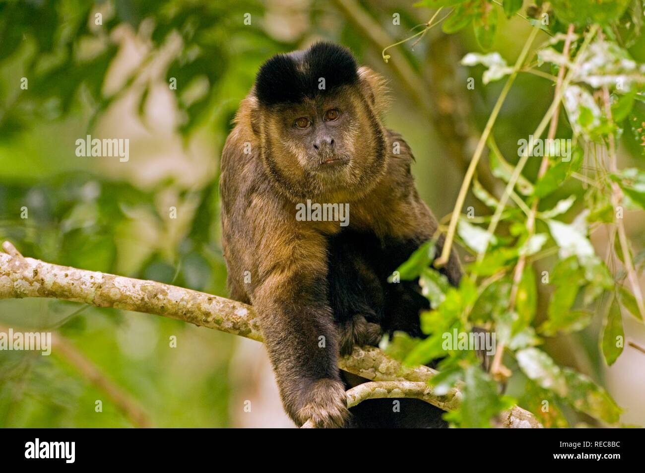 Cuerno negro capuchino (Cebus nigritus) Foto de stock