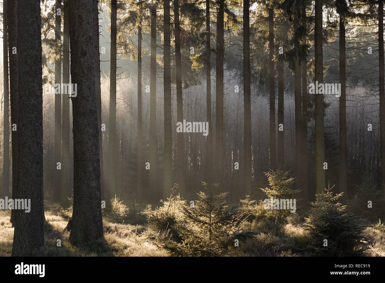 Las Hautes Fagnes Reserva en invierno, la niebla en el bosque, Eupen, en la provincia de Lieja, Bélgica Foto de stock