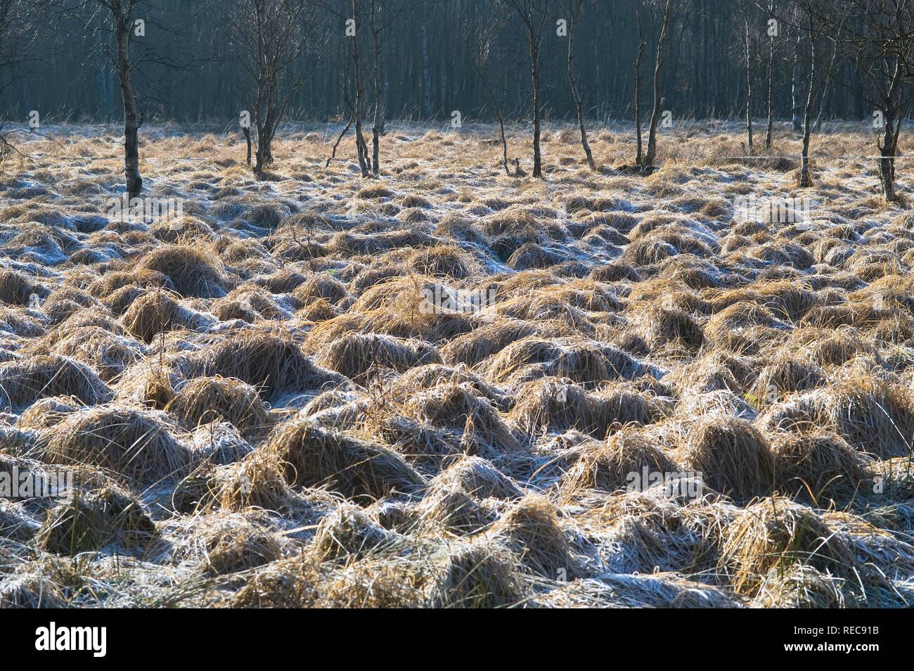 Las Hautes Fagnes Reserva en invierno, congelados moor, Eupen, en la provincia de Lieja, Bélgica Foto de stock