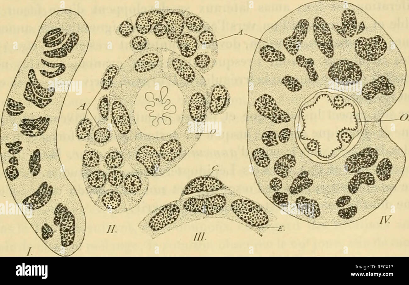 . Comptes rendus hebdomadaires des séances de l'Académie des sciences. Ciencia -- Las sociedades, etc; ciencia; ciencia. SÃANCE du 26 mai IC)l3. lG37 êpithélial contracté. Ces élí©ments tendent à se réunir, à Droite et à gauche de l'Åsophage, en Deux mamás (A, fig. 2) situés précisément au niveau indiqué, limite de la tête thoracique et du premier del segmento. Autour de la région postérieure de l'oesophage sobre retrouve quement sporadi- des élí©ments semblables (C, fig. 3), Deux ou trois par coupe. I x 900.  Amas cellulaire qui donnera l'anneau Pí"ri-Åsopbagien. Nymphe de 7 jours. IIX700. Foto de stock