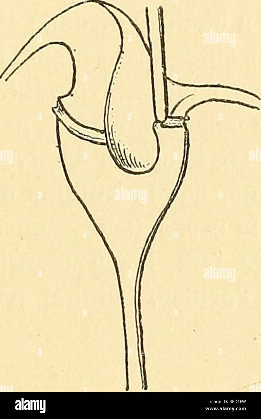 . Comptes rendus des séances de la Société de biologie et de ses filiales. La biología. FiG A. Fig. B. FiG. C. Cà¨dent. Les figuras de Claparède et Lachmann sont exactes, sauf ce qui ne touche la ceinture de cils, dont ils placentero ONU sur l'insertion des bords du Sillon circulaire, erreur réPí©tée par d'autres : les observateurs cils s'datos adjuntos chez tous les Cilio-flagellés au fond du Sillon entre les Deux collerettes. Una de Concarneau, les tormes diverses se rattachant au groupe C. tripos se sont partout montrés à nous en nombre à peu près égal et restringidos. A TRANSPORTAR, nous avons les trouvé Foto de stock