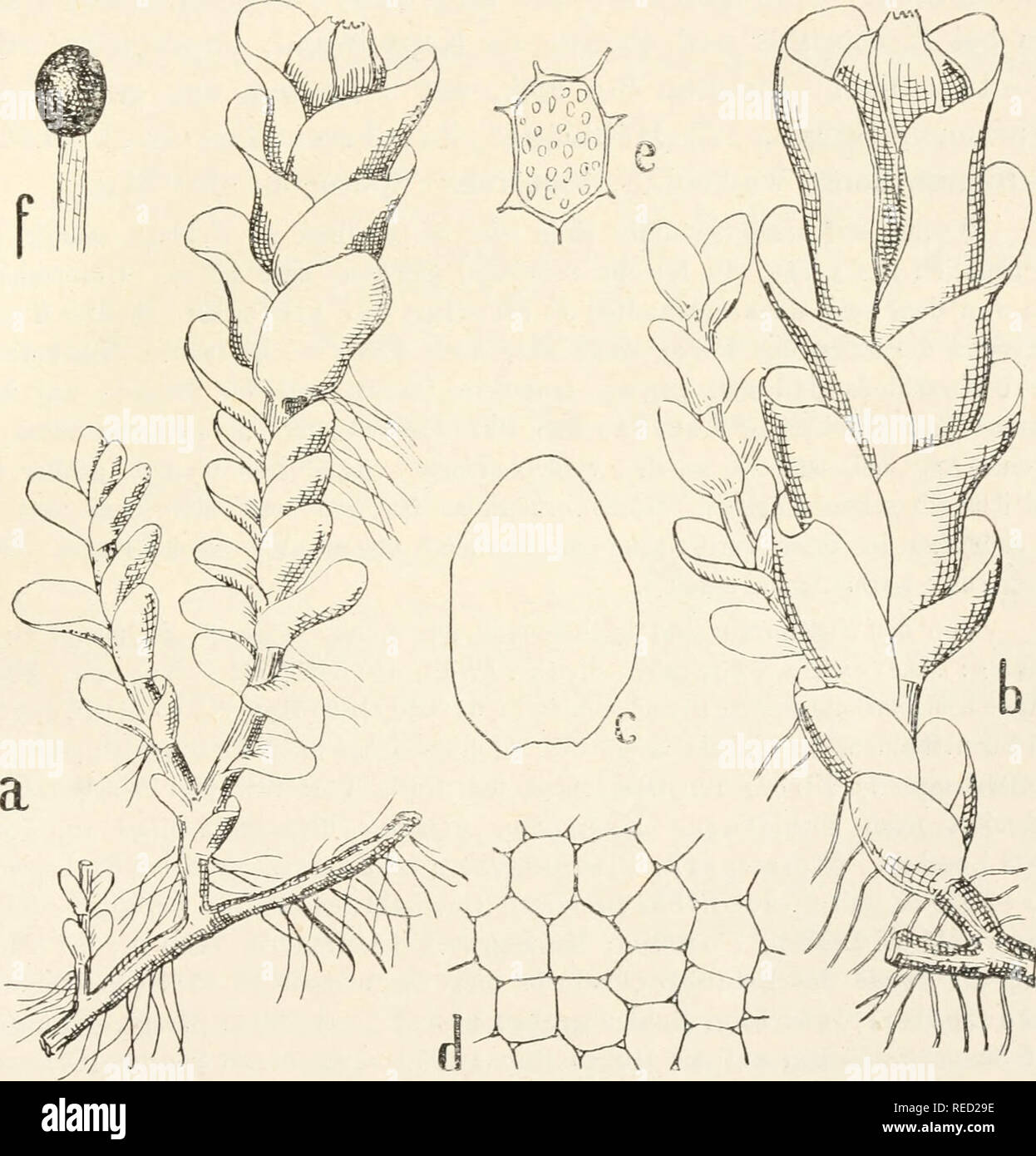 El Dr. L. Rabenhorst's Kryptogamen-Flora von Deutschland, Oesterreich und  der Schweiz. Cryptogams -- Alemania; Cryptogams -- Austria; Cryptogams --  Suiza. Eucalijx. 529 107. (Lindbg Eiicalyx siibellipticus.) Brei dl er,  Mitt. Xatiirw.