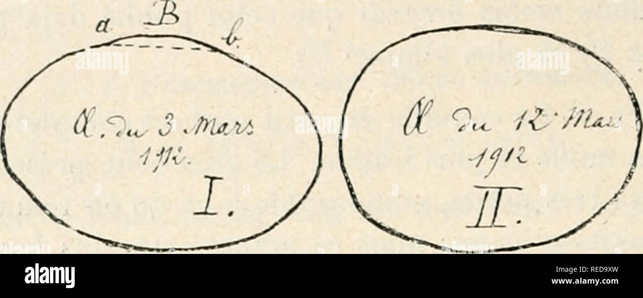. Compte rendu. La ciencia; la ciencia -- Congresos. 486 ZOOLOGIE, ANATOMIE ET PHYSIOLOGIE. pont(^ du (Â" au i8 marte, jour où l'on remarque qu'elle fait tous S(>s eiïorts pour se Díaz©barrasser d'un Åuf; mais Elle ne pas toujours del estanque. Le 3 mars, IS, d'ailleurs, elle una ONU pondu Åuf normal, celui-ci avait une saillie appréciable sur La Coquille (saillie de oña,ooi m (Fig. 3,1 ; o, b, b ), pour un diamètre de O,OSI m {Fig. 3 ; I). Le 12 mars, nouvel n-u^ normal. Fig. ;I. Ãchelle : .'.  Dkux di:s (Eui pondus i:n maus i;)i .> par i.a mkme poule. ;Iandeur.  LÀ©gende : l, ivui jialhologique; II Foto de stock