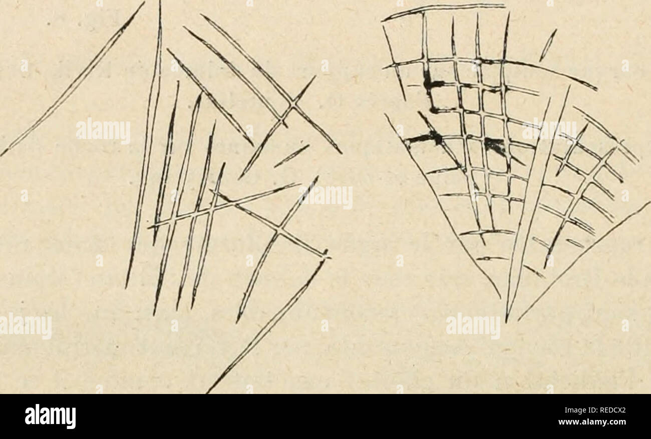 . Compte rendu. La ciencia; la ciencia -- Congresos. Fig. 9. De marelles âJeux préhistoriques. Bois de la Grande-Beauce (Scine-el-Oise). G. Corte)" inv.  N.-B. J'ai indiqué par des pointillés les lignes qu'on devait suivre pour la marche du jeu. Fig. lu.  Huiles de la roche dile Le Irou du Sarrasin à Villeneuve-sur-Auvers ( SENA-el-Oise). Gourly inv.. Por favor tenga en cuenta que estas imágenes son extraídas de la página escaneada imágenes que podrían haber sido mejoradas digitalmente para mejorar la legibilidad, la coloración y el aspecto de estas ilustraciones pueden no parecerse perfectamente a la obra original. Asociación franaise po Foto de stock