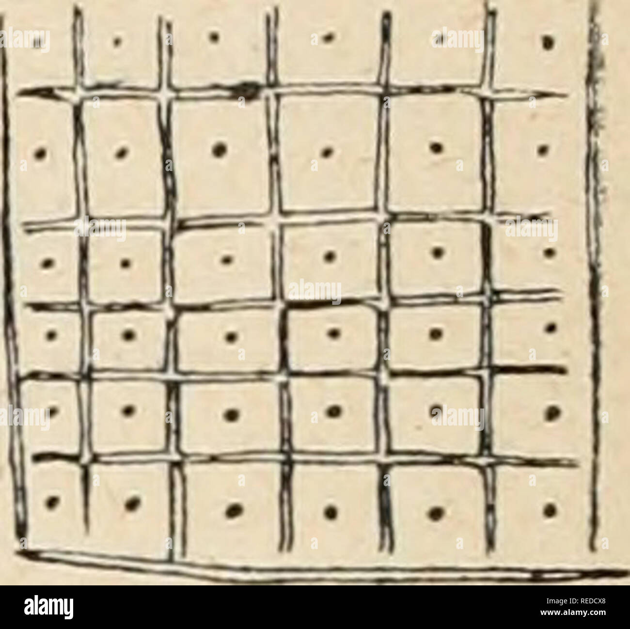 . Compte rendu. La ciencia; la ciencia -- Congresos. xfÃ"^iix ^*'' ! Y^ j>s^| 1*^^ >?> < y^'. ' -^V. Fig. 9. De marelles âJeux préhistoriques. Bois de la Grande-Beauce (Scine-el-Oise). G. Corte)" inv.  N.-B. J'ai indiqué par des pointillés les lignes qu'on devait suivre pour la marche du jeu. Por favor tenga en cuenta que estas imágenes son extraídas de la página escaneada imágenes que podrían haber sido mejoradas digitalmente para mejorar la legibilidad, la coloración y el aspecto de estas ilustraciones pueden no parecerse perfectamente a la obra original. Asociación franaise pour l'avancement des sciences. París, la Secretaría Foto de stock