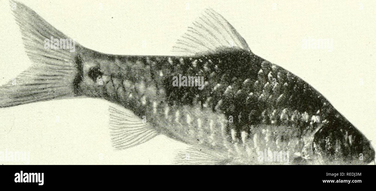 . El acuario completo libro; el cuidado y la crianza de peces dorados y