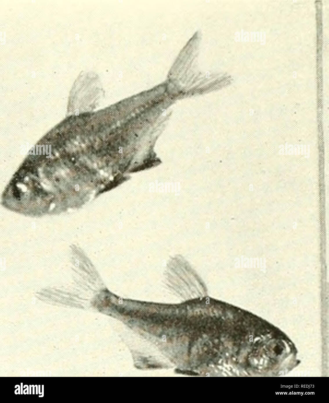 El Acuario Completo Libro El Cuidado Y La Crianza De Peces