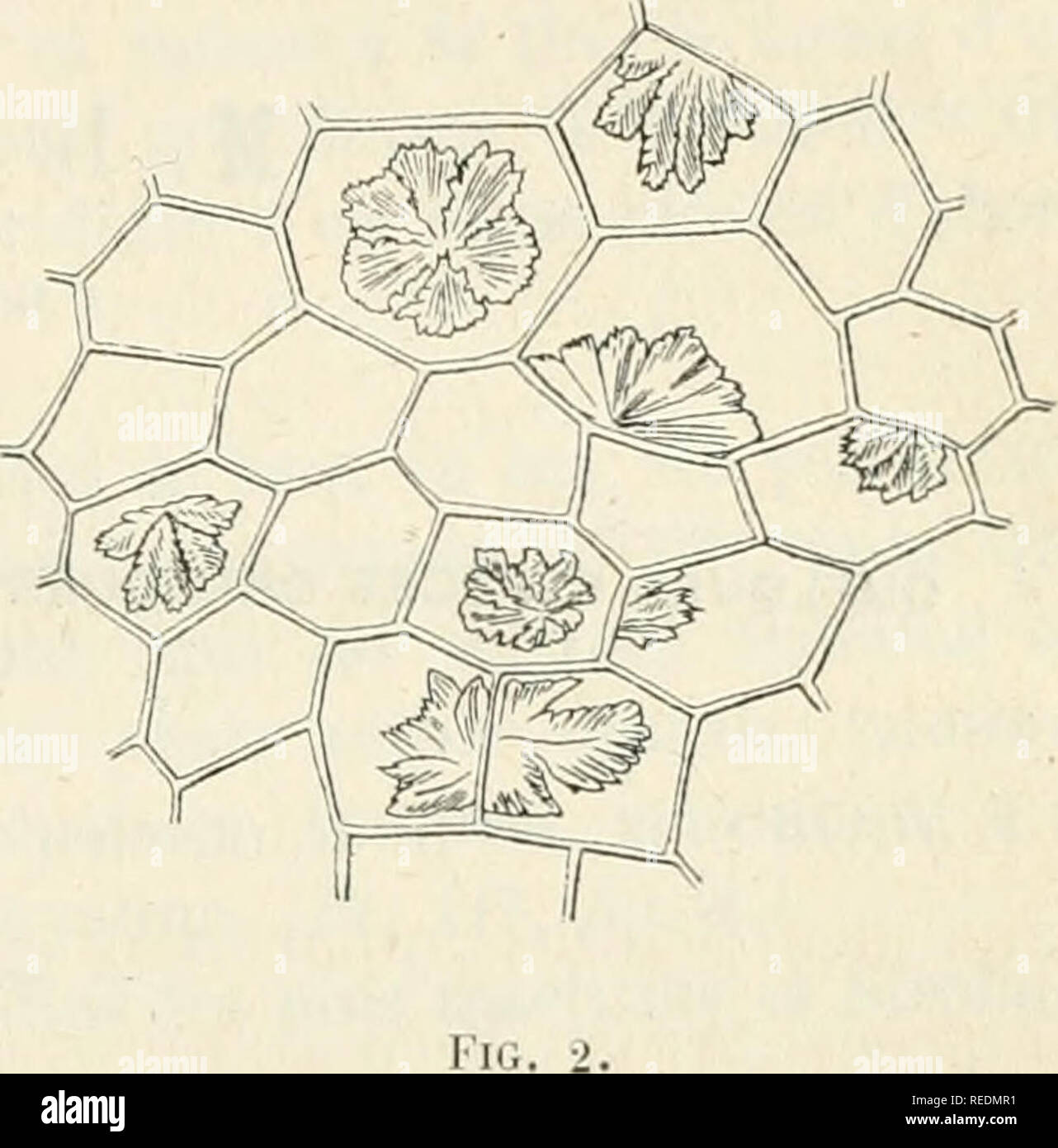 Compte Rendu La Ciencia La Ciencia Congresos Ku 1 Vient Impra C Gner Toute La Pra C Reparacion Mais L Acide A C Tendu Seulement De Hijo Volumen D Eau Les Laisse Parfaitement Intactas Additionna C De Hijo