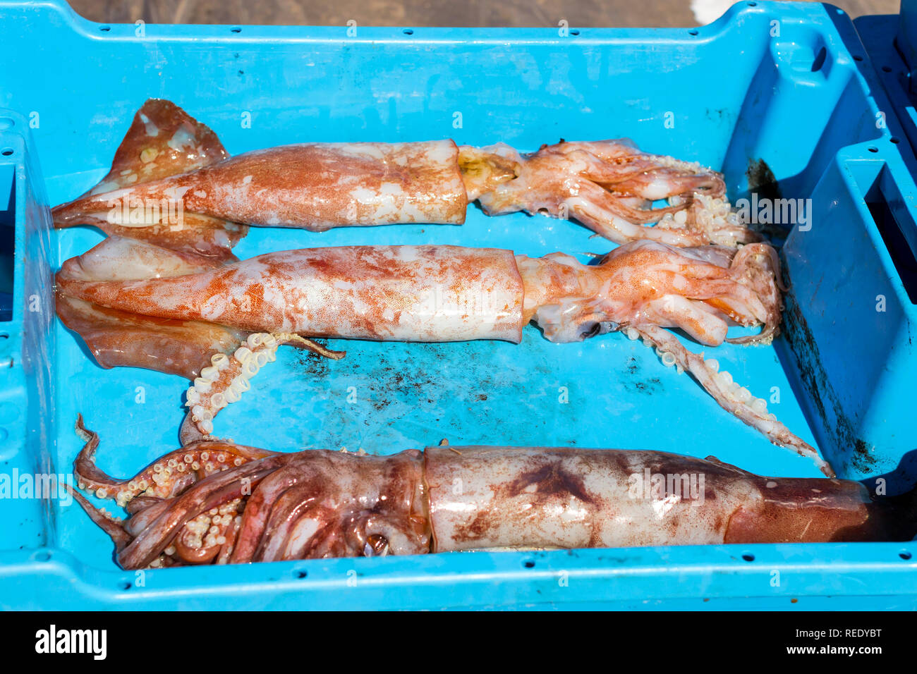 Contenedores de plástico azul con capturas de calamares, Kalmar, manjares de mar. Subasta de pescado para los mayoristas y restaurantes. Blanes, Costa Brava, España. Verano Foto de stock