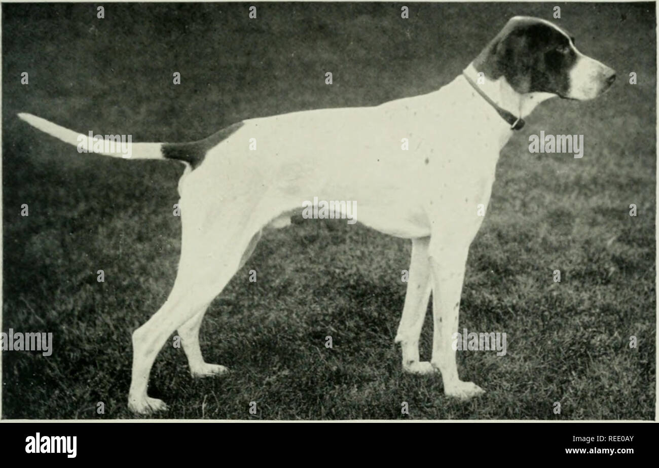 El libro completo de el perro. Los perros. El Sr. W. Ella.Trer