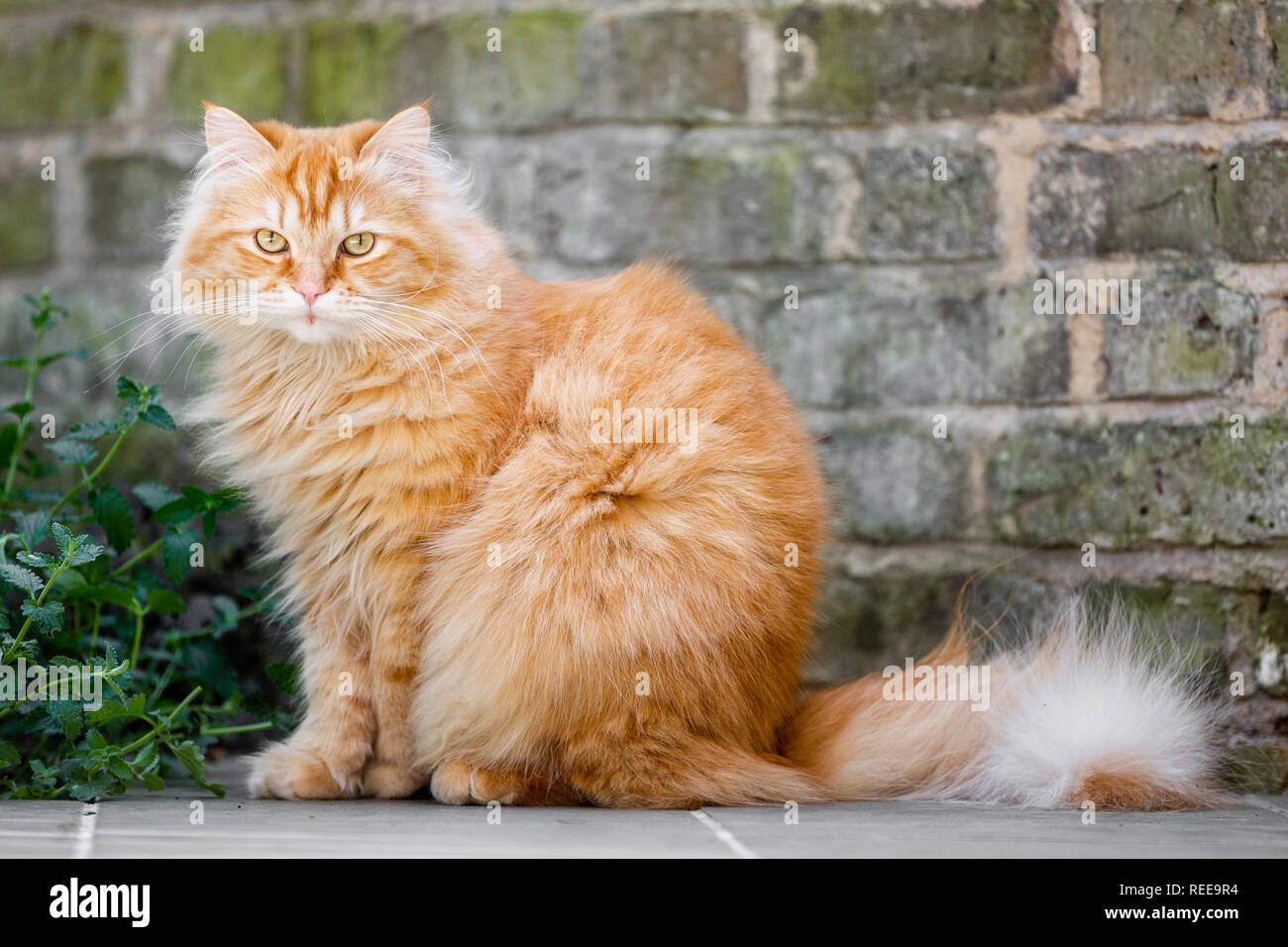 Ginger cat junto a una pared de ladrillos en un día soleado Foto de stock