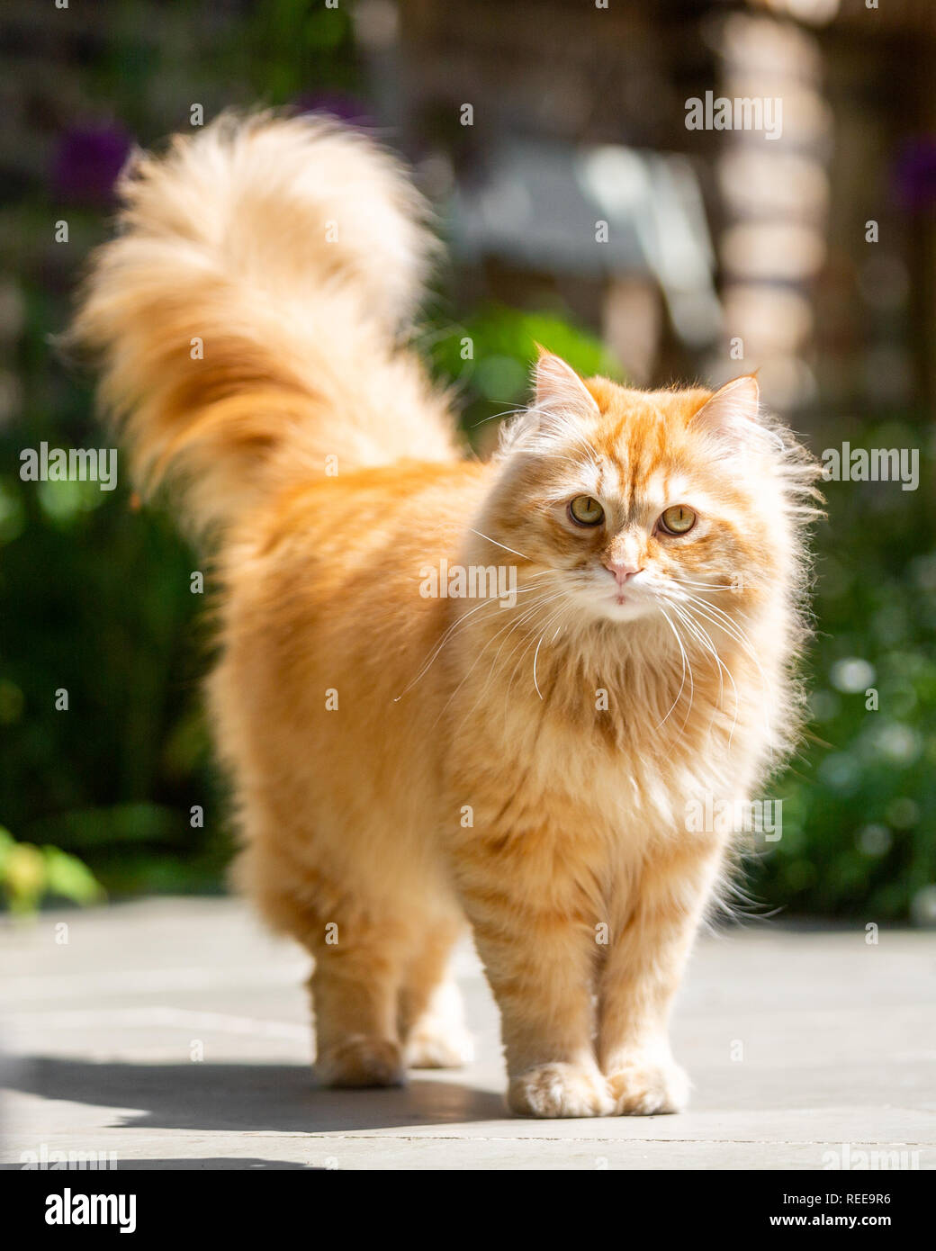 Cerrar ginger cat con su cola en el aire de pie en el sol mirando la cámara Foto de stock
