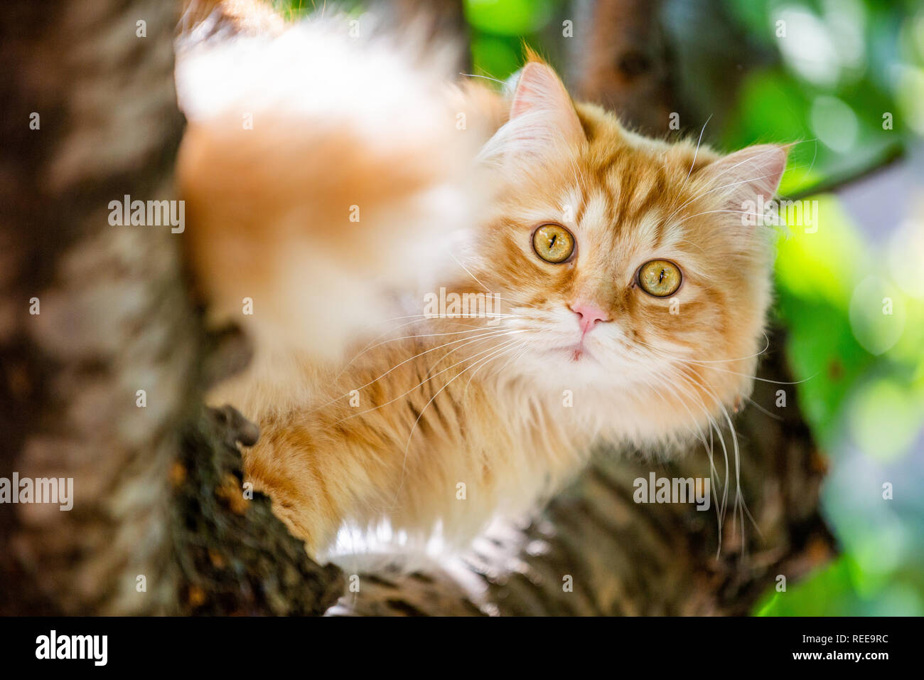 Un gato de jengibre en un árbol mirando a la cámara. cerrar Foto de stock