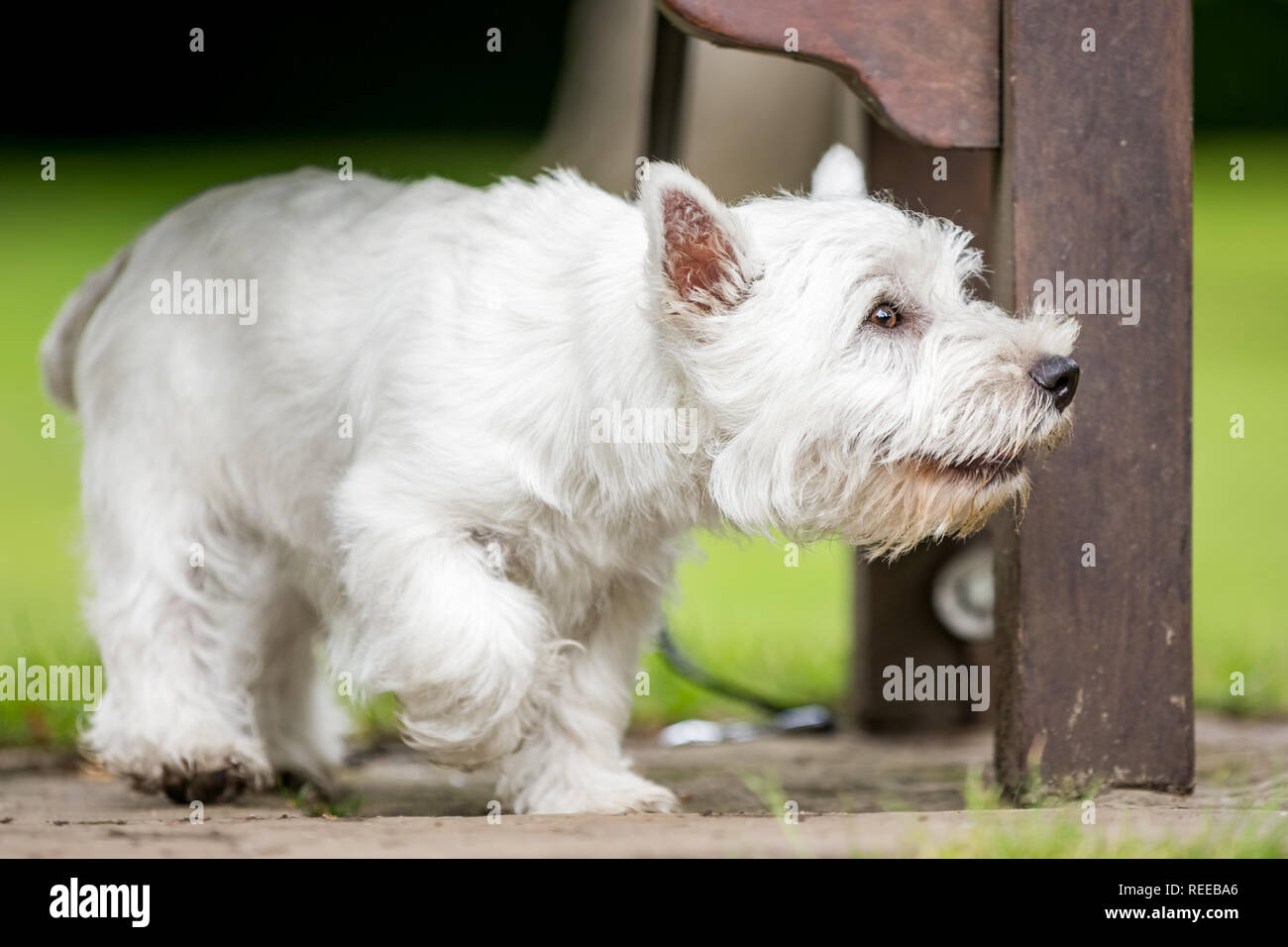 Playing Westie 