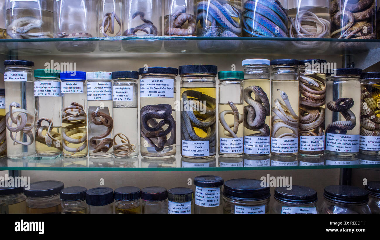Una exposición científica de serpientes (Colubridae) conservados en formol en el Museo de Historia Natural La Salle, San José, Costa Rica Foto de stock