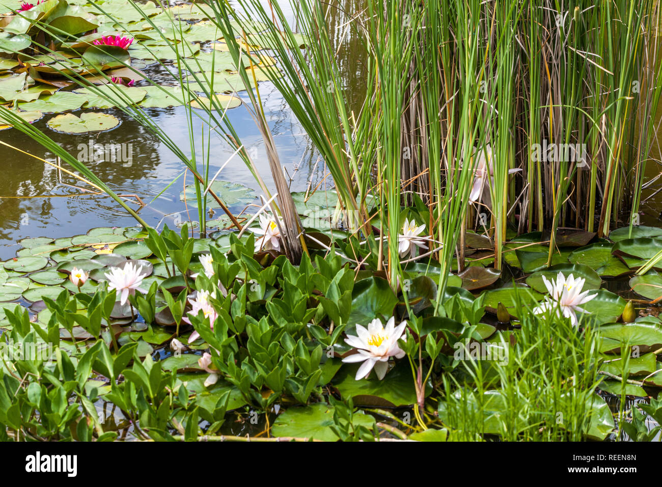 Plantas de estanque de jardín con plantas de agua Foto de stock