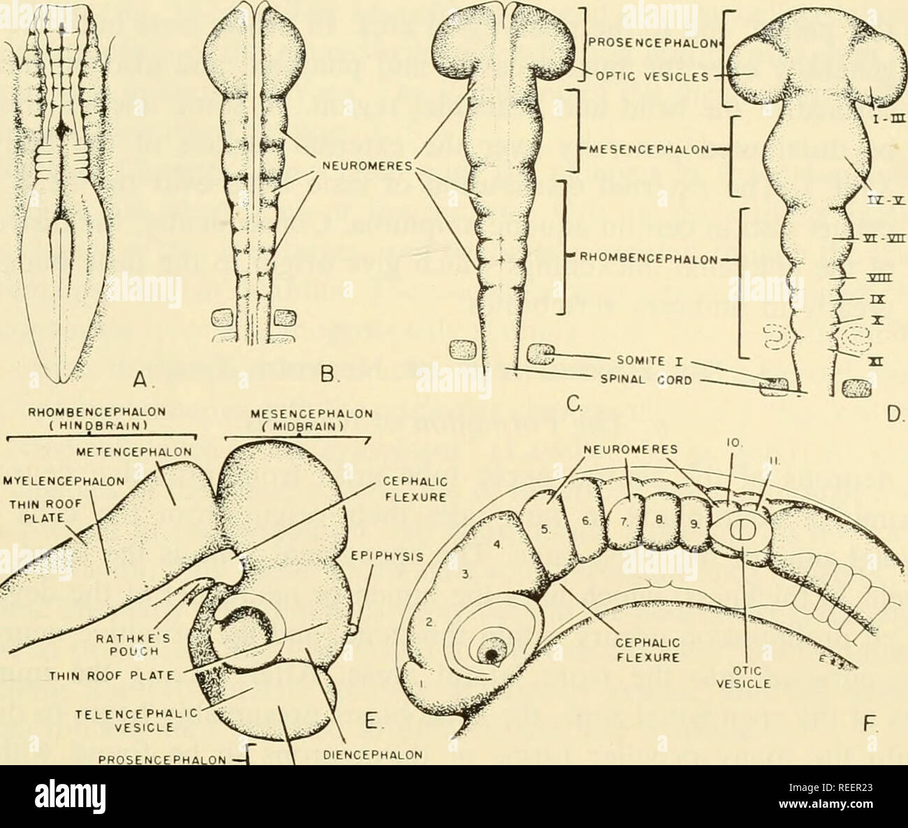 Embriología Comparada De Los Vertebrados Con 2057 Dibujos Y Fotos Agrupadas Como 380 Illus Vertebrados Embriología Embriología Comparada Rasgos Básicos De Desarrollo 813 Prosencéfalo 1 L Telen Forebhiln<script async src=
