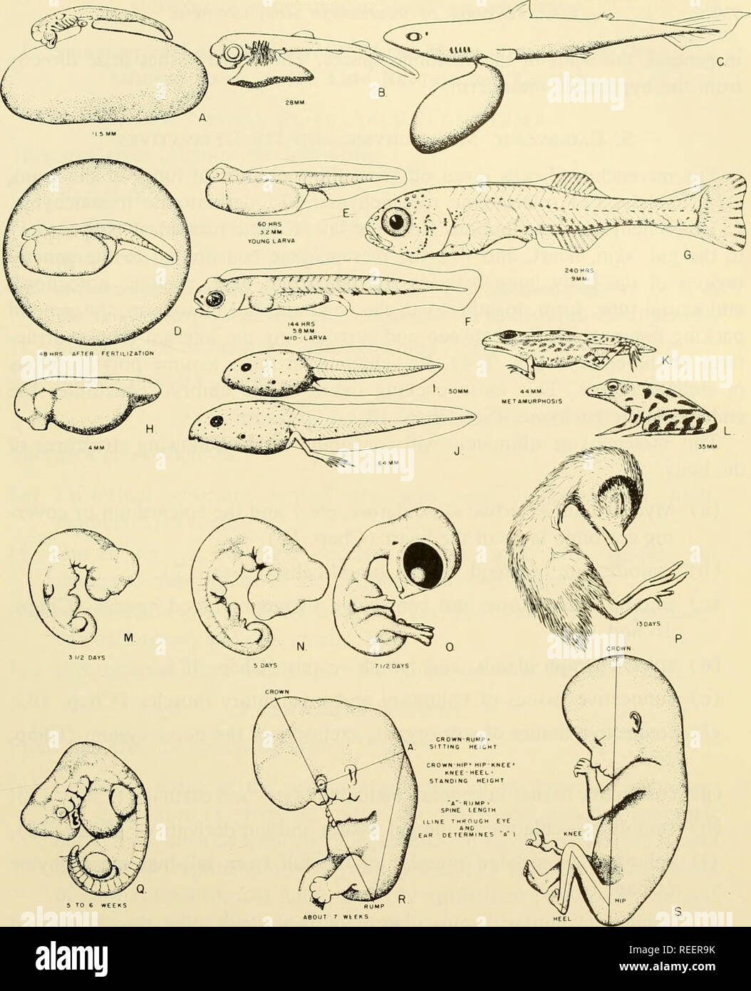 Embriología comparada de los vertebrados; con 2057 dibujos y fotos.  agrupadas como 380 illus. Vertebrados -- Embriología; embriología  comparada. Forma del cuerpo embrionario primitivo cuerpo larval forma  definitiva forma corporal. Fig.