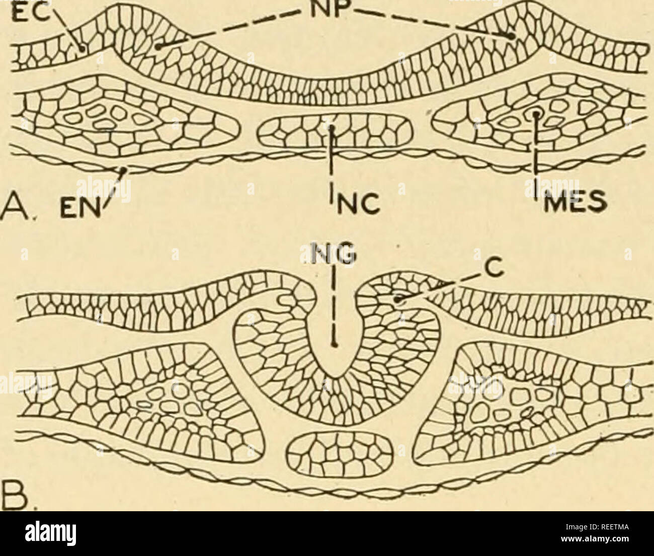 La anatomía comparativa. Anatomía Comparativa. 86 La anatomía comparada -NP-^ . parte del tubo en todos los de vertebrados. La subdivisión posterior de y la tercera las
