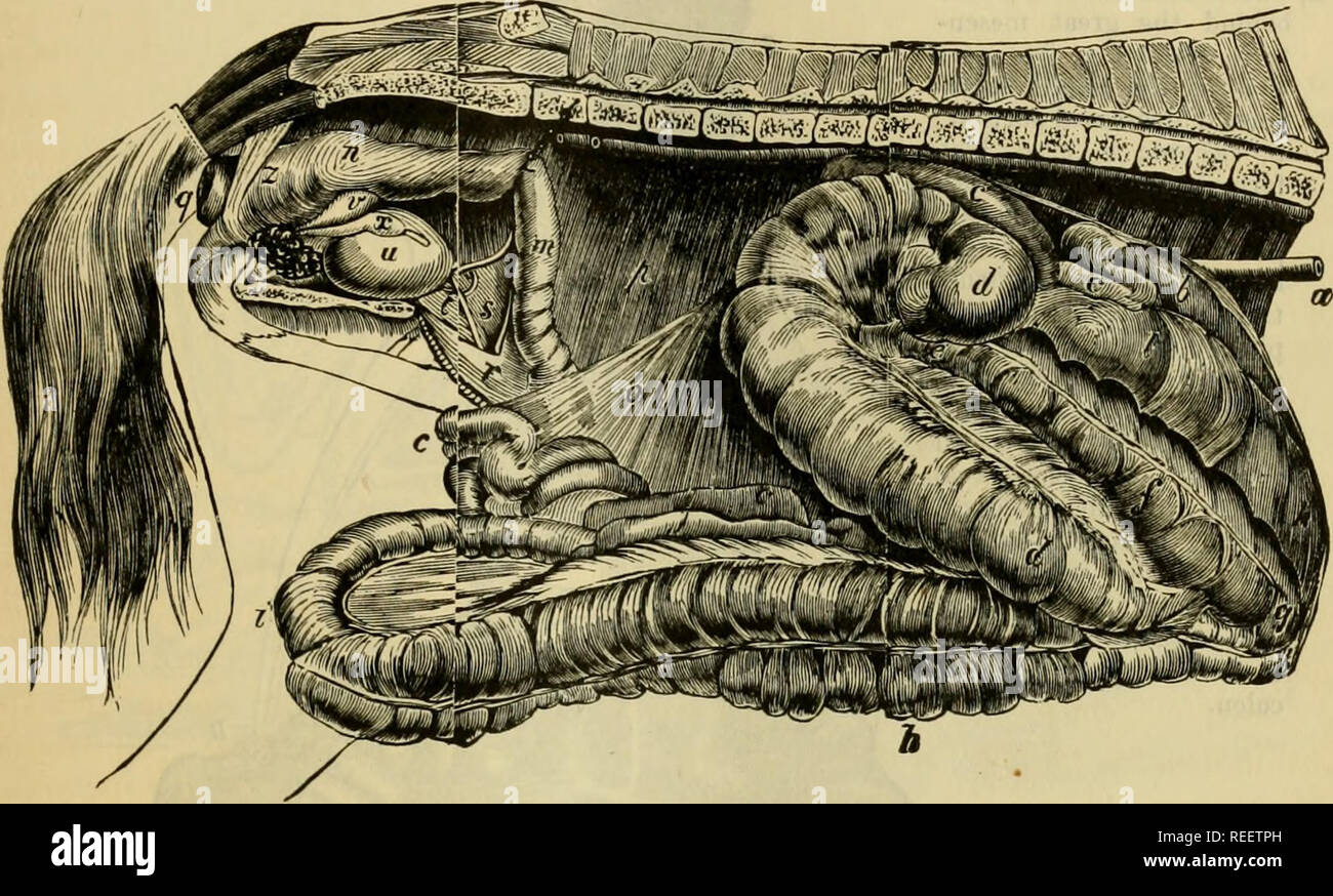 . La anatomía comparada de los animales domésticos. Anatomía Veterinaria. Los intestinos. 479 ya había dado cuando se habla de los adjuntos a la cgecum adecuado. La túnica muscular está formada de fibras circulares, cruzó externamente por bandas longitudinales, que mantener el órgano en pliegues transversales. La membrana mucosa es más grueso que en el intestino delgado, y también se distingue de éste por la ausencia de la agminated Brumierian y glándulas. Tiene, sin embargo, la soledad de los folículos y criptas de Lieherkiikn, así como algunos pocos vellosidades intestinales. La sangre- los buques son ccecal arteri Foto de stock