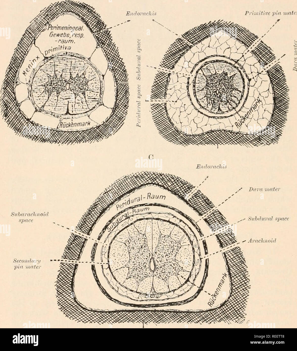 . Anatomía Comparada de los vertebrados. Anatomía, comparativo; Vertebrados. 190 La anatomía comparada la apariencia de un espacio linfático en la membrana meníngea primitivo, dividirlo en un exterior duramadre spinalis y un primitivo interior pia mater. Existe pues un pi /•/<//////I O /</n./-"I xjxtir, externos a la duramadre, y una xitlitlii.nil .syvmr entre<l la primitiva pia (B). B pasador iiiiitire mater. espacio fi(!. 146.- La inversión de las membranas de la médula espinal EN EL JEFE GROCPS vertebrados. Una, Peces ; B, anfibios y Sauropsida ; C, Mammalia. Semidiagrammatic. (Después de la STER Riic/i). Foto de stock