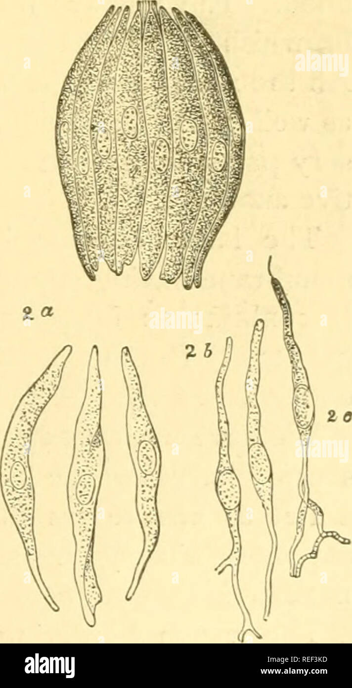 . Compendio de histología. La histología. Fig. 192.sección vertical a