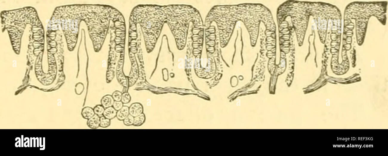 . Compendio de histología. La histología. Los órganos de los sentidos