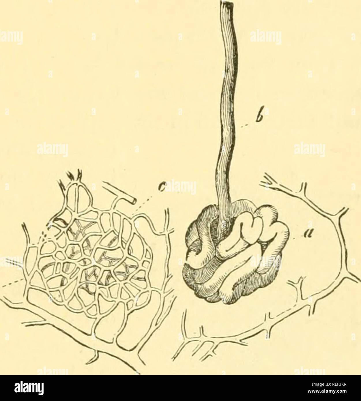 . Compendio de histología. La histología. Los órganos de los sentidos. 235 formando un plano doble net-trabajo. Penetran las papilas como callejones sin salida y bucles, por lo que recuerda a uno condiciones relativas de las vellosidades intestinales (p. 98). Grandes variaciones prevalecer, sin embargo, en las partes individuales de la piel. Tenemos, por último, para discutir las glándulas de la piel, que hasta ahora han sido mencionados sólo superficialmente. Los más importantes están el enrevesado, sudoriparous glándulas (Fig. 183,^, 190, a, b). Siguen siendo escasos, con excepción de los de la axila, donde adquieren dimensiones enor- mous Foto de stock