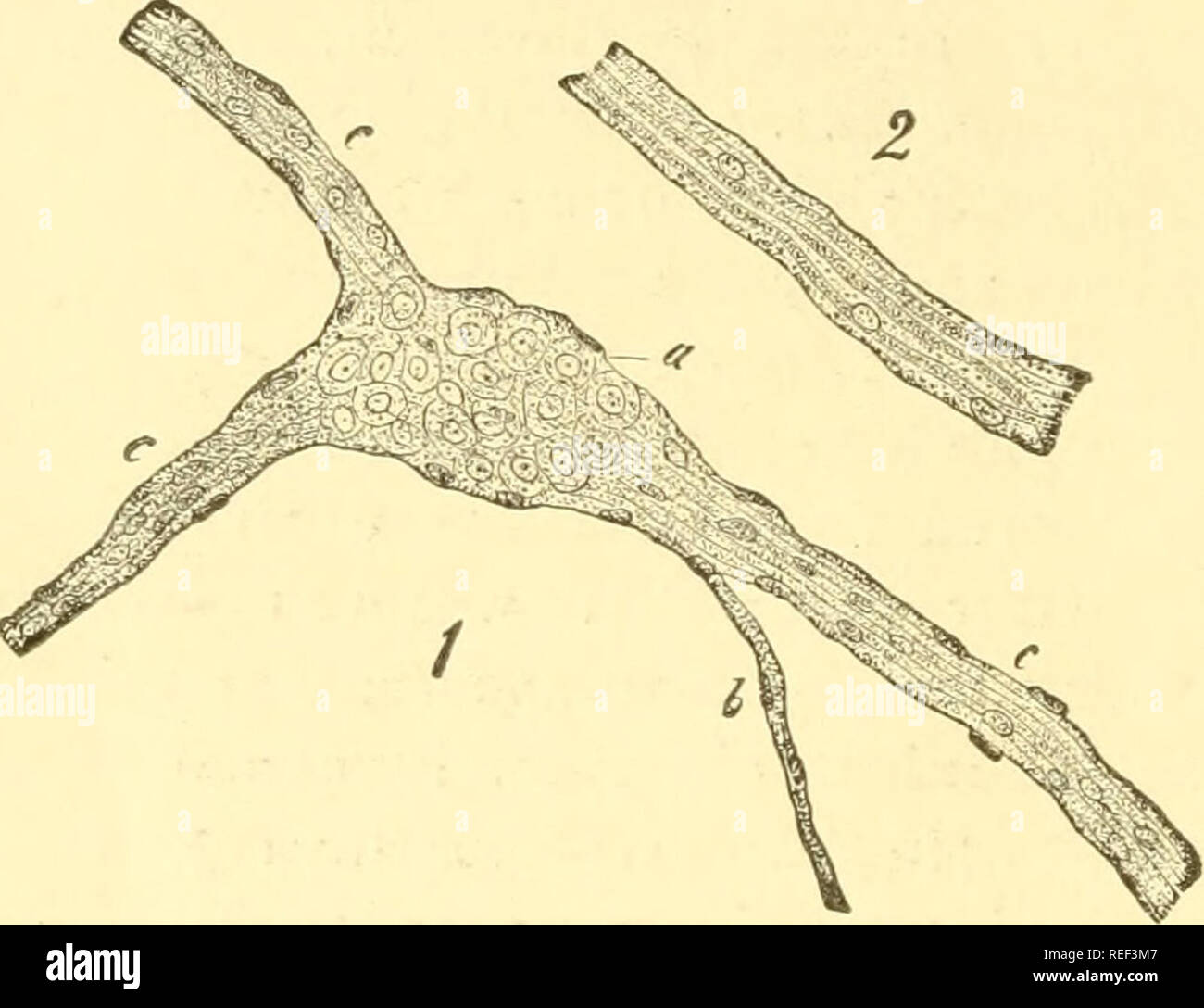 Compendio De Histologia La Histologia 218 21º Lecture Entericus Descubierto Por Auerbach Con Sus Celdas Tipolar Manifoldly Mul L Gerlach La Ex Plexus Parece Ser De Una Constitucion Sensorial Y Motory