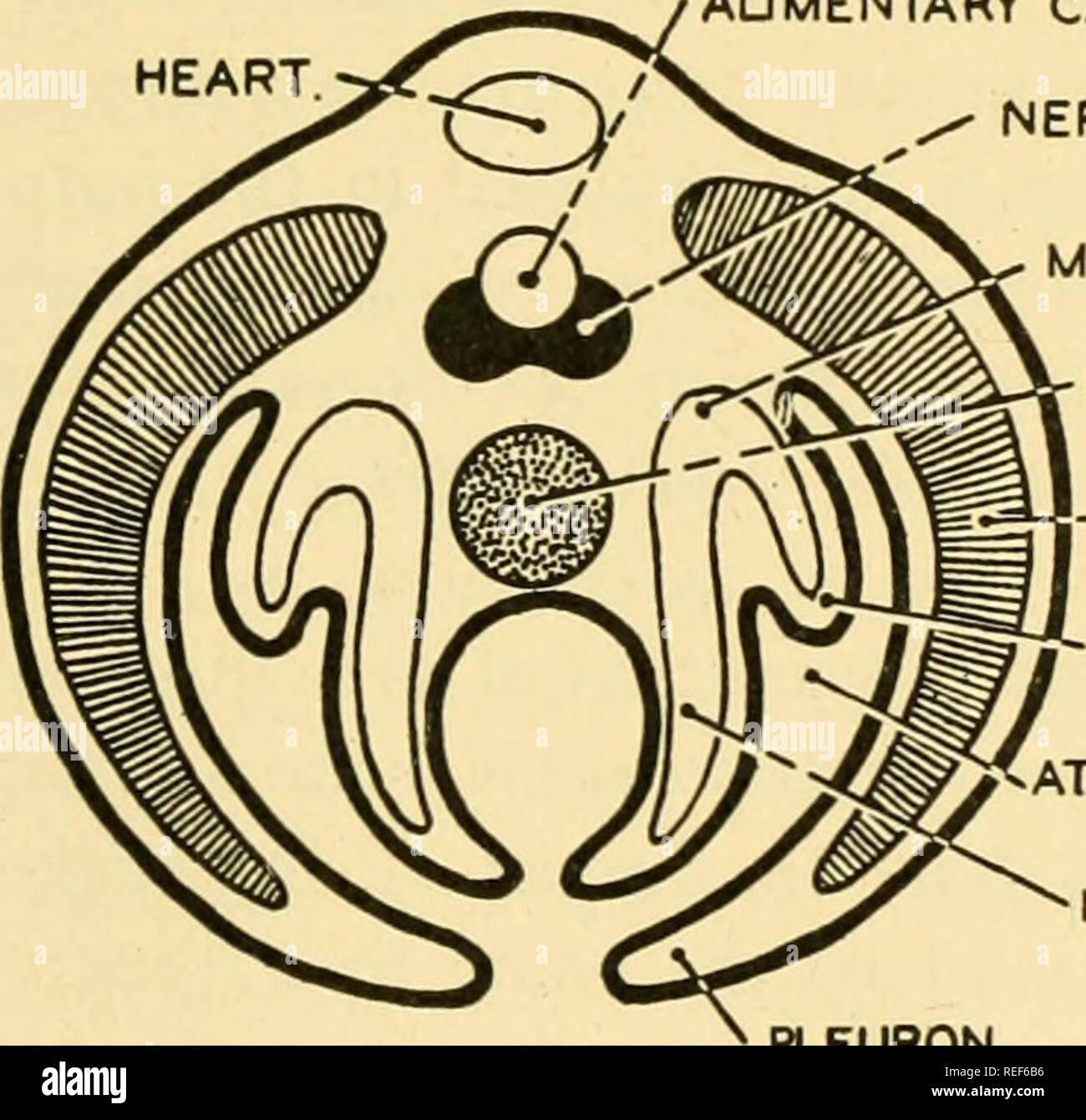 . La anatomía comparativa. Anatomía Comparativa. ^NOTOCHORDAL GROOVE. NOTOCHORD. CANAL AUMENTARY, corazón. Grasa corporal. Sistema nervioso MESONEPHROS NOTOCHORD -MYOTOME REDECILLA CÁMARA ATRIAL METACOELE PLEURON. c Fig. 527.-Un diagrama que ilustra cómo un animal similar al trilobites (.4) podría convertirse en un pájaro (D). B y C son hipotéticas etapas transicionales entre A y D. Todas las cifras que representan secciones transversales. Desde Gaskell la teoría del origen de los vertebrados se supone que el intestino de artrópodos se ha convertido en el revestimiento del cerebro y la médula espinal de los vertebrados, un nuevo canal alimenticio y una notochord Foto de stock