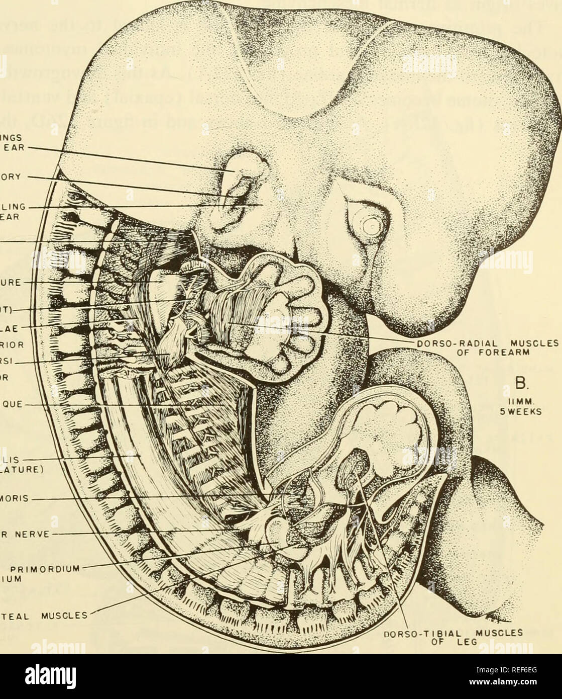 Embriología comparada de los vertebrados; con 2057 dibujos y fotos.  agrupadas como 380 illus. Vertebrados -- Embriología; embriología  comparada. La morfogénesis del sistema muscular 711 HIOIDES externo e  hinchazones de trapecio