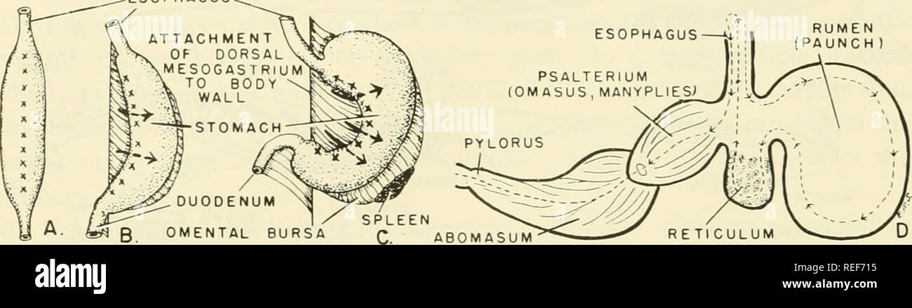 Embriología comparada de los vertebrados; con 2057 dibujos y fotos.  agrupadas como 380 illus. Vertebrados -- Embriología; embriología  comparada. 618 El sistema digestivo ,el esófago. Fig. 292. Desarrollo de  estómago regiones