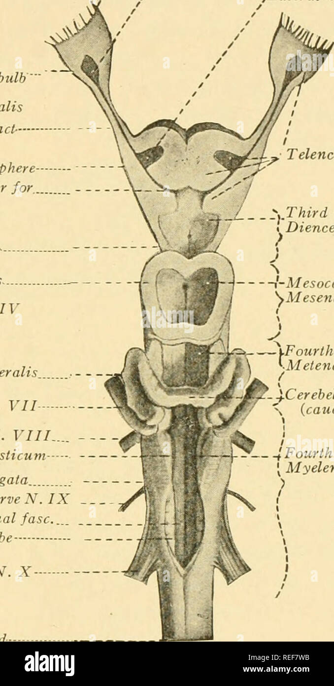 . La anatomía comparativa. Anatomía Comparativa. Lóbulos ópticos *^ Trochlear nervio N. I . La anatomía comparativa. Anatomía Comparativa. Lóbulos ópticos *^ Trochlear nervio N. I