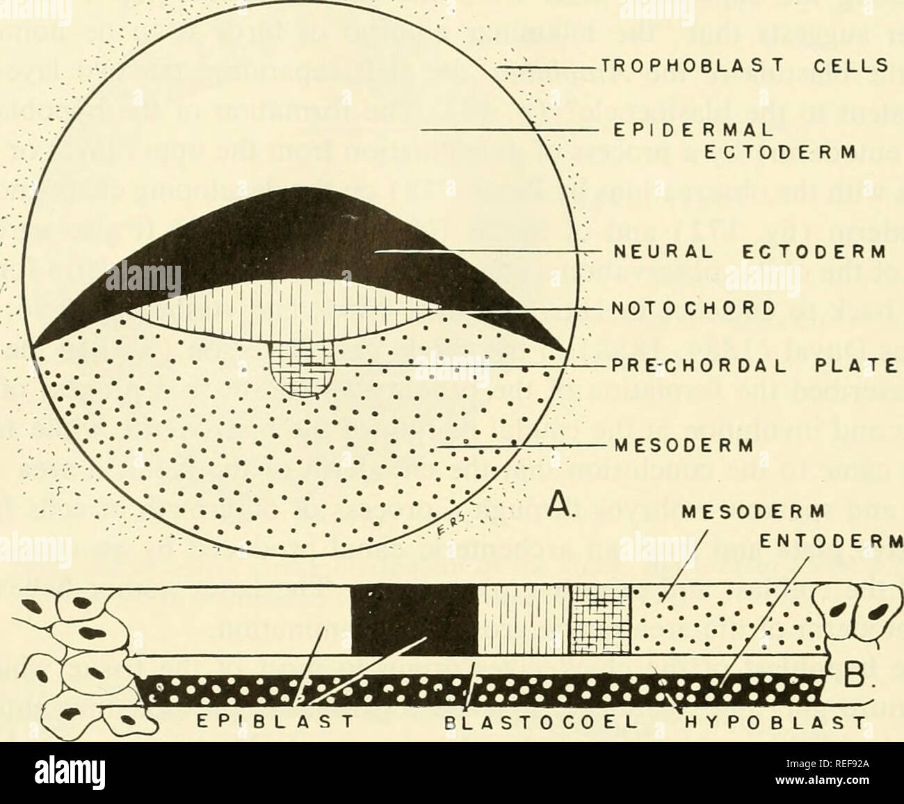 Embriología comparada de los vertebrados; con 2057 dibujos y fotos.  agrupadas como 380 illus. Vertebrados -- Embriología; embriología  comparada. 360 La BLÁSTULA CHORDATE y su significado. Las células T S  TROPHOBLA