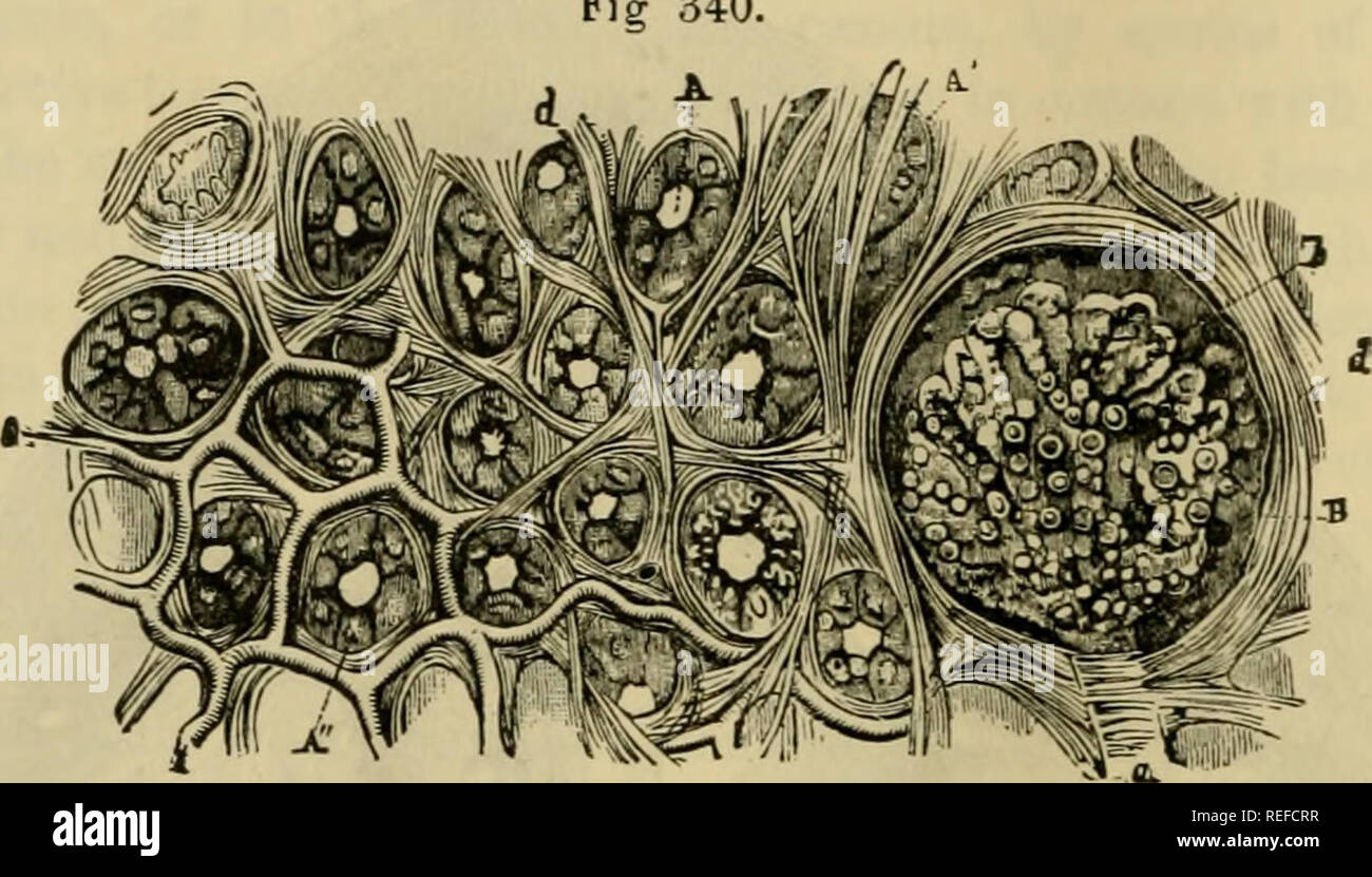 La anatomía comparada de los animales domésticos. Anatomía Veterinaria. 572  URIXARY APARATO. delgada y elástica, la cara interior de la cual está  revestida por epitelio simple que fácilmente se altera, las