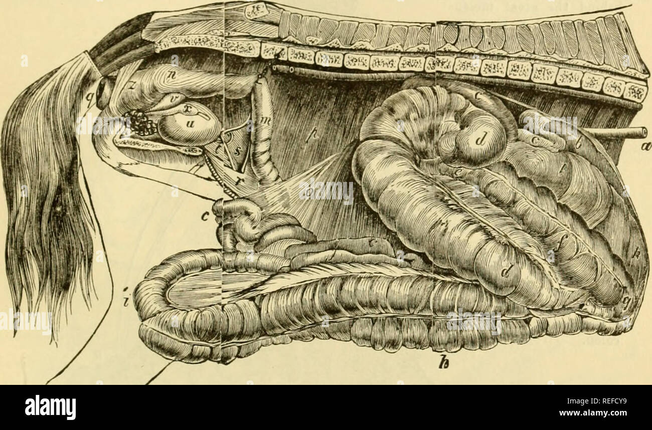 . La anatomía comparada de los animales domésticos. Caballos; Anatomía Veterinaria. La T de los intestinos. 479 ya había dado cuando speakinc: de los adjuntos a la cjecum adecuado. La túnica muscular está formada de fibras circulares, cruzó externamente por bandas longitudinales, que mantener el órgano en pliegues transversales. La membrana itmcous es más grueso que en el intestino delgado, y también se distingue de éste por la ausencia de la Bruimrriaii y atjmiiuttpd (jlaiuh. Tiene, sin embargo, la soledad de los folículos y criptas de Lieberkuhn, así como algunos pocos vellosidades intestinales. La sangre- los buques son Foto de stock