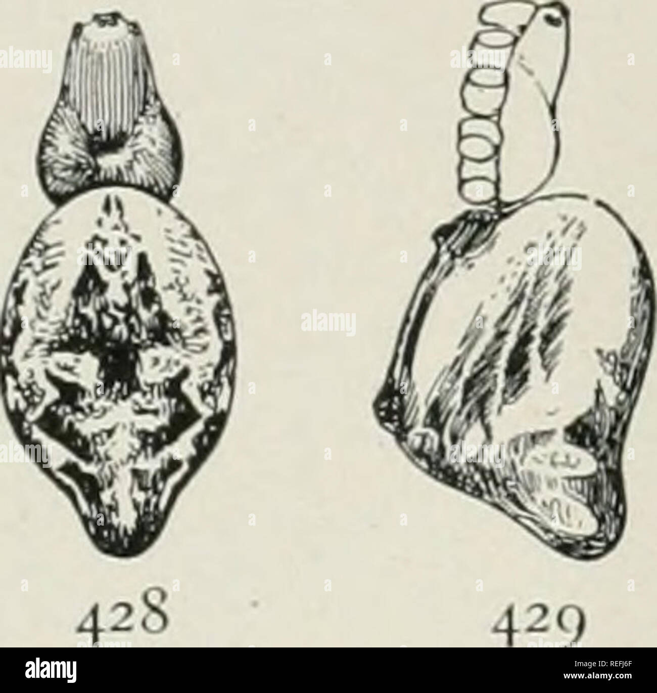 . Las arañas comunes de los Estados Unidos. Las arañas. La EPEIRID/E 183. El segundo par es curvo o engrosada. Se encuentra en Carolina del Sur, Georgia y Alabama. Cyclosa conica o caudata. - Esta araña puede ser Icnown por la joroba en la cónica romo obstaculizan el extremo del abdomen, ampliando hacia arriba y hacia atrás a lo largo de las hileras (figs. 428, 429). Full-crecido las hembras son aproximadamente un cuarto de pulgada de largo. El color es una mezcla de gris y blanco, diferentes individuos varían- ing prácticamente desde blanco hasta casi negro. El cefalotï¿½ax es más largo que ancho, la parte delantera estrecha, y la parte superior de la frente o Foto de stock