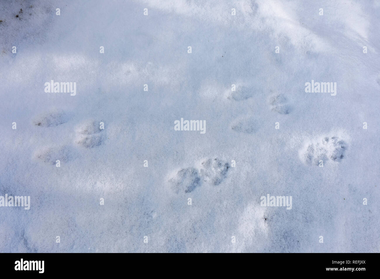 Huella De Conejo En La Nieve Fotos E Imagenes De Stock Alamy