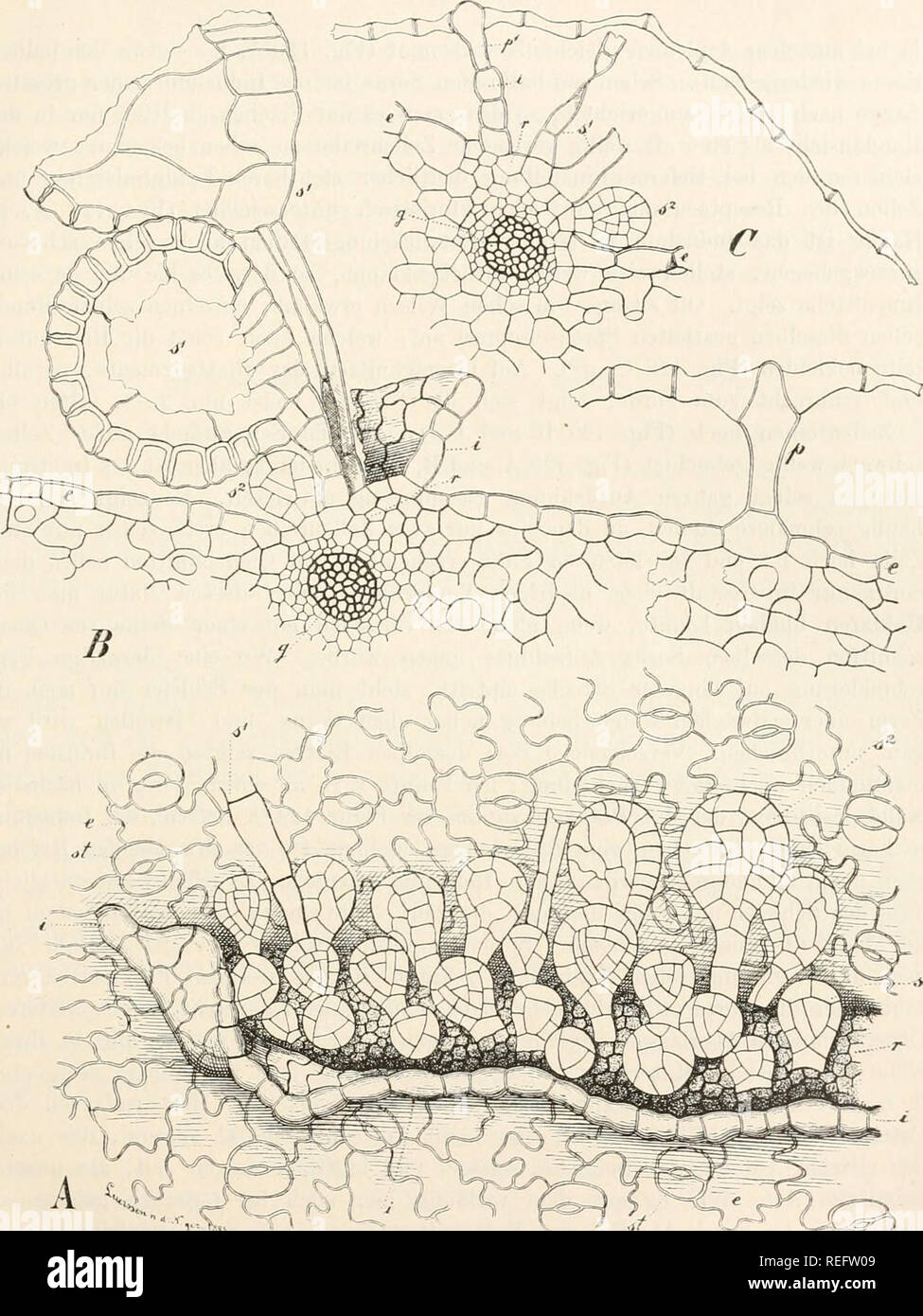 El Dr. L. Rabenhorst's Kryptogamen-Flora von Deutschland, Oesterreich und  der Schweiz. Cryptogams -- Alemania; Cryptogams -- Austria; Cryptogams --  Suiza. Fiif. 129.. Ceteraeh officinarum Willd. Un eines Sorus halbreifen  Hälfte in