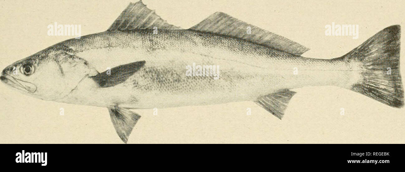 Peces Marinos Comunes De California Los Peces California Peces Peces Marinos Comunes 67 La Lubina Blanca Cynoscion Nobilis Relacion No Una Verdadera Lubina Pero Un Miembro De La Familia Corvina