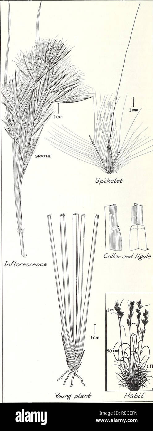 . Plantas comunes de bluestem longleaf pine-gama. Ecología Vegetal; pastos; las plantas forrajeras. BUSHY BLUESTEM Andropogon glomeratus (Walt). BSP. Tupida, una stout bunchgrass bluestem 2 a 5 pies de altura, se limita a sitios húmedos: ditchbanks, márgenes del estanque, marismas y pantanos. La inflorescencia es un gran paquete de densos racimos sedoso con frondosos spathes intercalados. Densidad de la semilla es debido a su cabeza acortó considerablemente las ramas y entre nodos. Cada una de las muchas ramas lleva dos racimos, la pareja subtendido por un spathe. Racimos maduros están libres del spathes e iguales a ellos en longitud. El simi Foto de stock