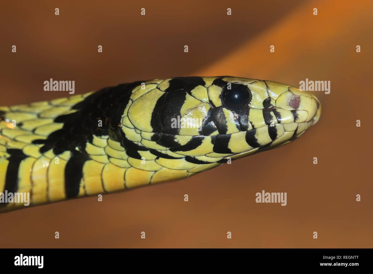 Oriol Spilotes pullatus (serpiente), comúnmente conocida como la serpiente caninana, pollo, rata amarilla serpiente o serpiente tigre Foto de stock