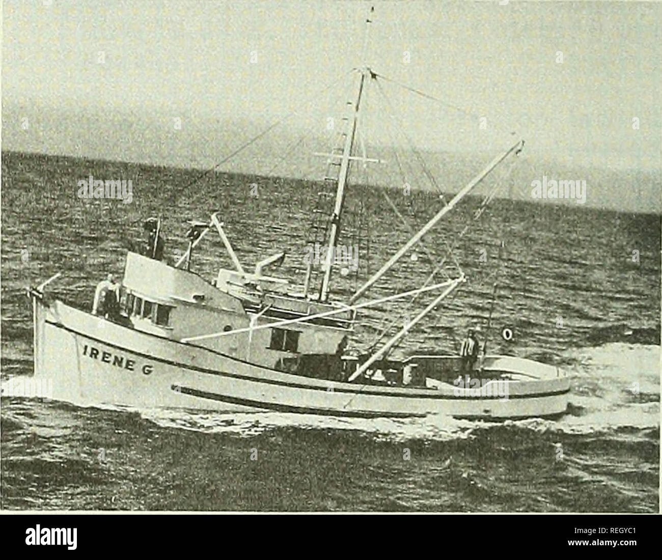 . Revisión de la pesca comercial. Pesca; el comercio de pescado. Los artículos de la pesquería de Cangrejo Dungeness alrededor de Kodiak, Alaska por Robert M. Meyer* Alaska cerqueros y barcazas de alimentación constituyen el grueso de la flota que pesca de cangrejos Dungeness en Kodiak aguas de Mayo a Octubre. Normalmente las tripulaciones número tres hombres que pueden definir, tire y restablecer más de diez cadenas de 30 pot un día en aguas poco profundas, las aguas cercanas a la costa. Los botes son cebadas con arenque, almejas o calamares. Como cada olla se tira, la captura se coloca en los tanques llenos con cir- culating agua del mar para asegurar la entrega en directo a las plantas de procesamiento. Los cangrejos son generalmente butche Foto de stock