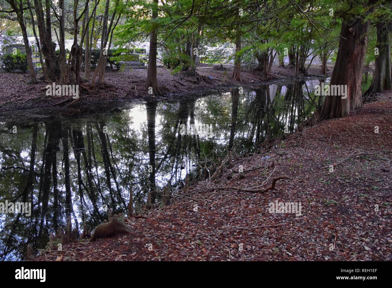 Opiniones De Los Arboles Y La Naturaleza Unica Aspectos De New Orleans Incluyendo Piscinas Reflejando En Los Cementerios Y El Garden District En Louisiana Unidad Fotografia De Stock Alamy